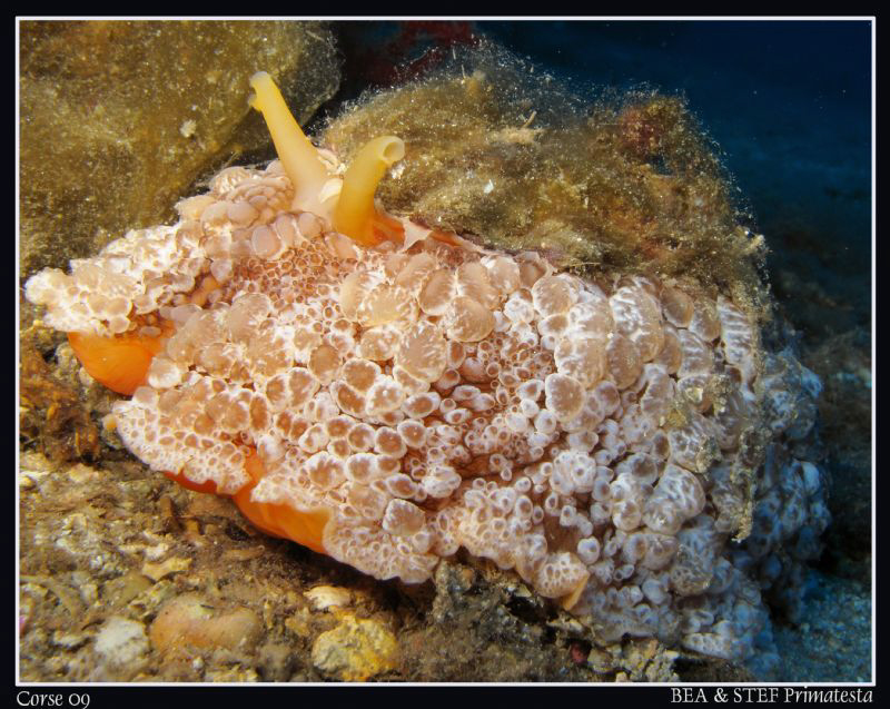 Umbraculum mediterraneum. (Canon G10, Inon D2000) by Bea & Stef Primatesta 