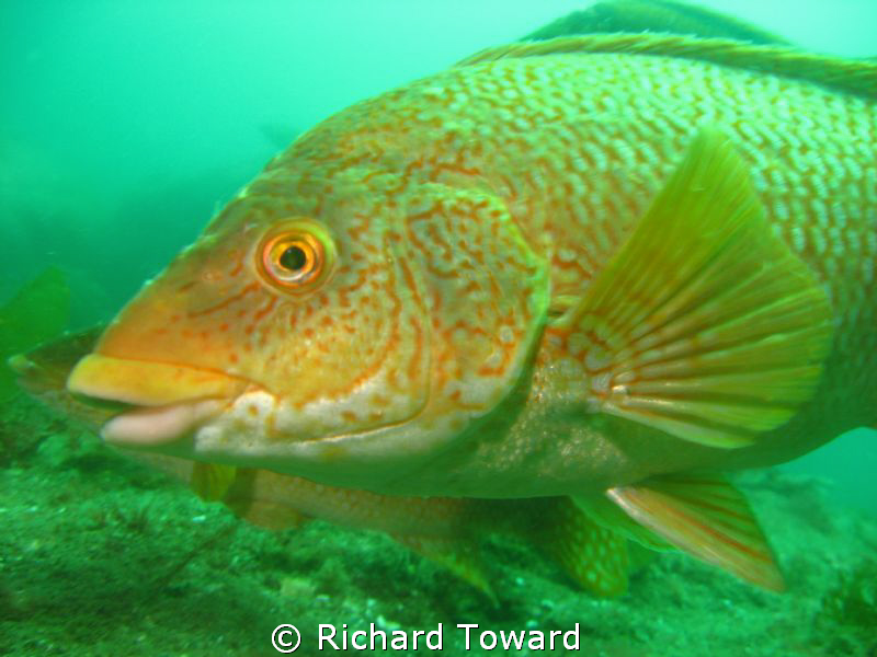 Taken off St Abbs Scotland with Canon a570is and Epoque d... by Richard Toward 