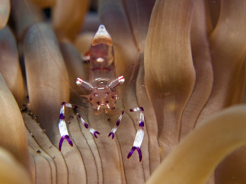 Shrimp, Tulamben by Doug Anderson 