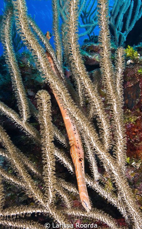 Trumpetfish (Aulostomus maculates).  Nikon D300,  12-24mm
 by Larissa Roorda 