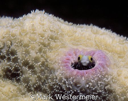 Blenny Image was taken in Bonaire with a Nikon D100 Camer... by Mark Westermeier 