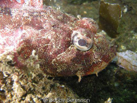 This is a closeup of a Red Irish Lord taken in Puget Soun... by Bobby Berenson 