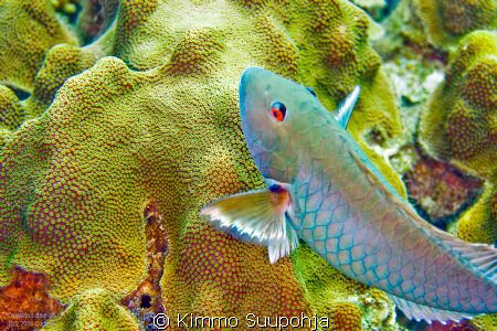 Nice fish by Kimmo Suupohja 