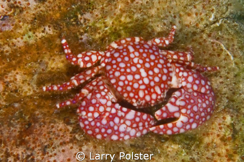Spotted crab living in shell with a hermit crab... D300-60mm by Larry Polster 
