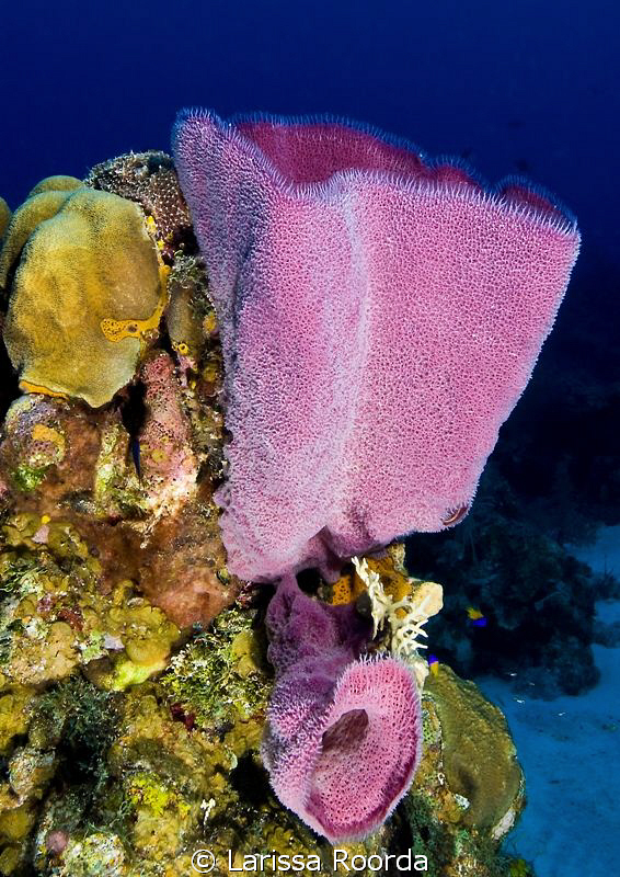 Vase sponge scene, Little Cayman.  Nikon D300, 12-24mm by Larissa Roorda 