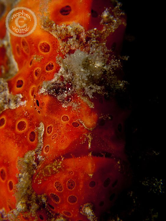 Single strobe portrait of an orange clown frogfish.  Cano... by Stephen Holinski 