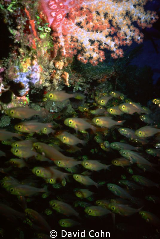 filled up negative space with school of fish that all loo... by David Cohn 