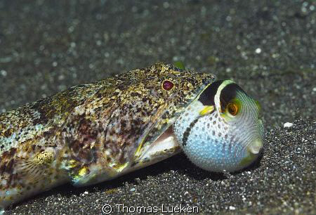 found in Lembeh; d200 by Thomas Lueken 