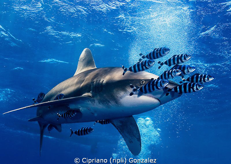 Longimanus and friends by Cipriano (ripli) Gonzalez 