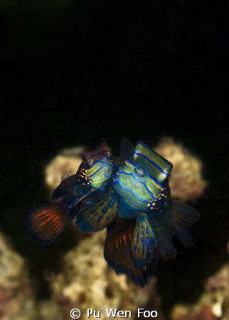 2 mandarin fish mating. a pleasantly surprising shot take... by Pu Wen Foo 