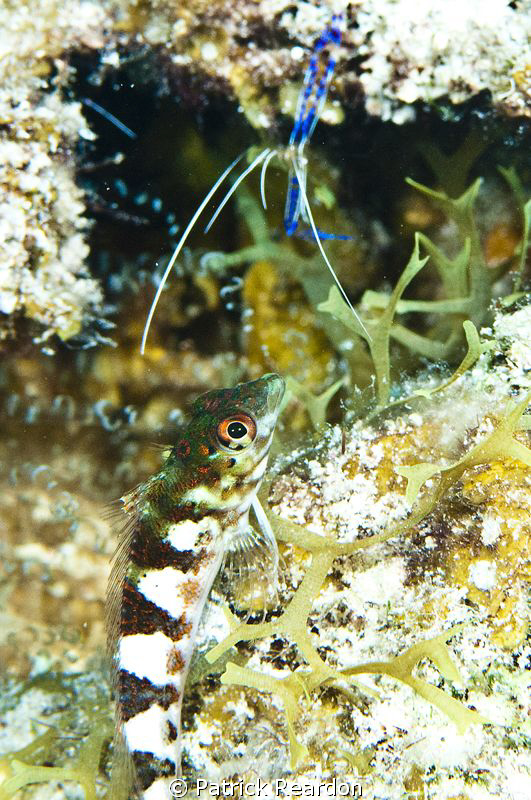 A saddleback blenny poses with her personal groomer in th... by Patrick Reardon 