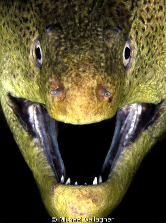 Taken at night, a very tolerant giant moray by Michael Gallagher 