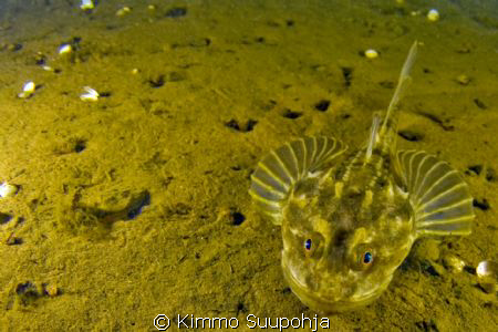 A finnish bullhead. by Kimmo Suupohja 