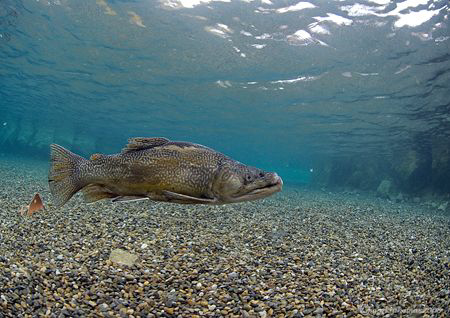 Tiger? trout in shallows of Capernwray - winter 09.
D200... by Mark Thomas 