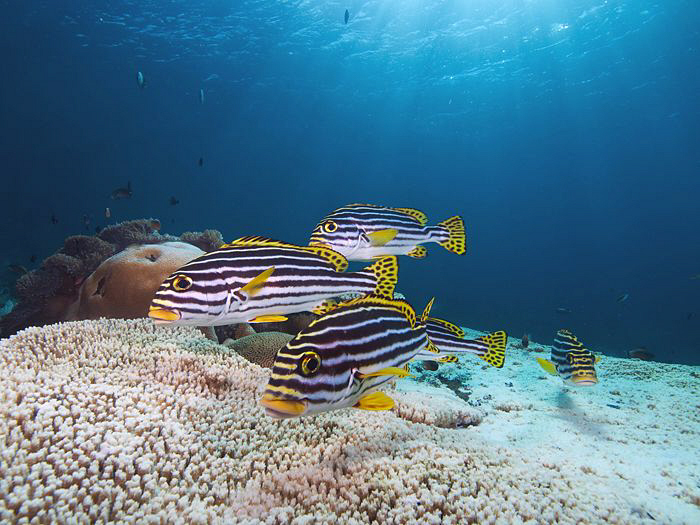 Sweetlips, Tulamben by Doug Anderson 