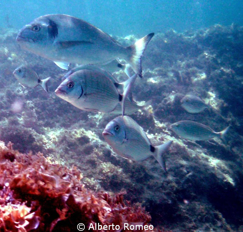 It is not easy to shot this fishes in not protected area ... by Alberto Romeo 