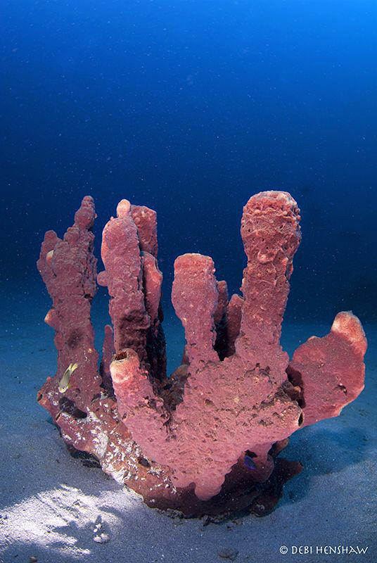 "Isolation" a lonely sponge taken at Tasik Ria House Reef... by Debi Henshaw 