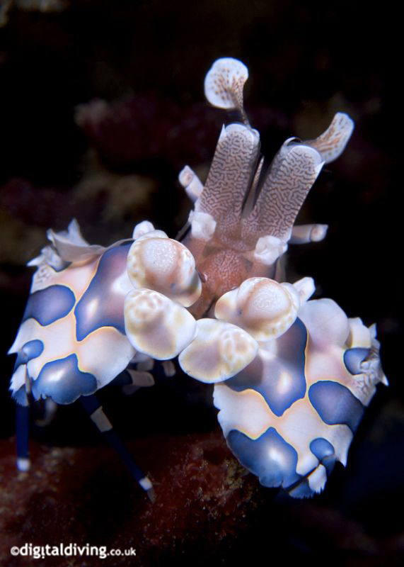 "Big Blue" Portrait of Harlequin Shrimp in Lembeh. Taken ... by David Henshaw 