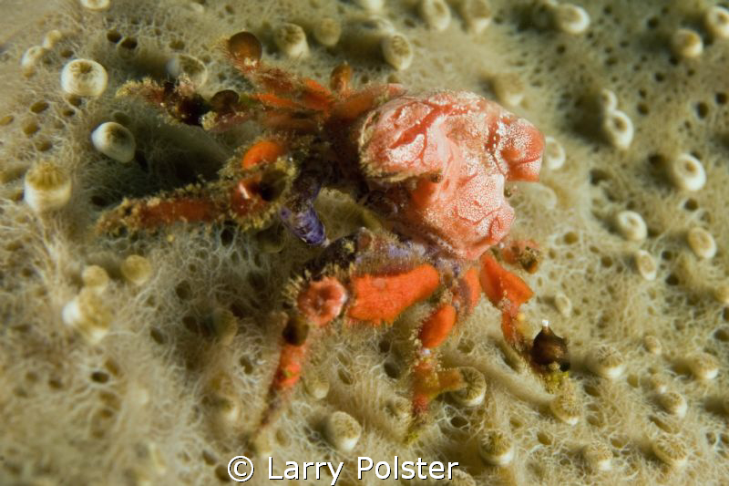 Cryptic Crab ?? D300-60mm w/SubSee by Larry Polster 