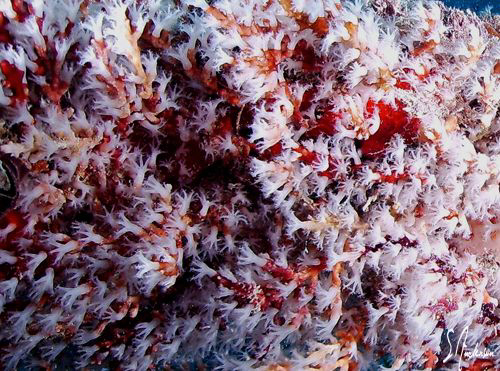 This image was taken during a dive last weekend on the Sp... by Steven Anderson 