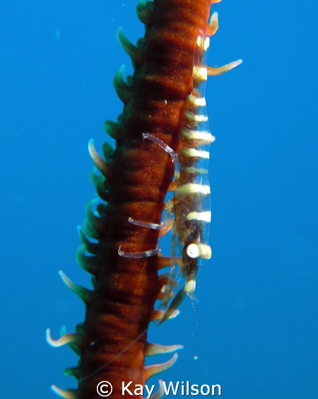 Whip Coral Shrimp, Kingstown, St. Vincent
Sea and Sea DX... by Kay Wilson 