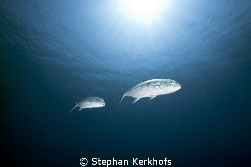 golden trevally at Jackson Reef. by Stephan Kerkhofs 