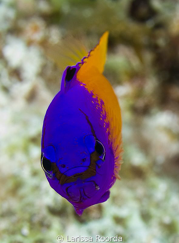 Fairy Basslet (Gramma loreto) by Larissa Roorda 