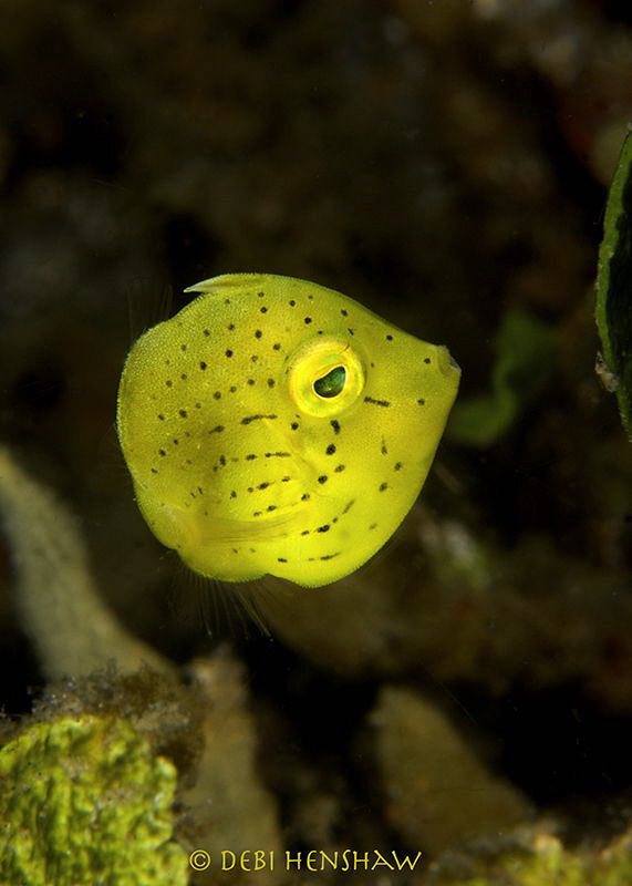 Sponge filefish - a cartoon like species only growing to ... by Debi Henshaw 