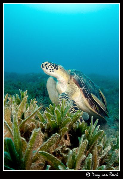 Turtle at Marsa Shouna. by Dray Van Beeck 