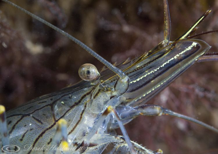 Common prawn. Trefor pier. D3, 2XTC, 60mm. by Derek Haslam 