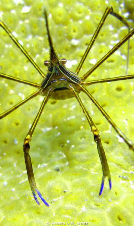 CONE HEAD (ARROW HEAD CRAB) by Andres L-M_larraz 