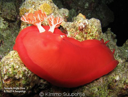 A Spanish Dancer by Kimmo Suupohja 