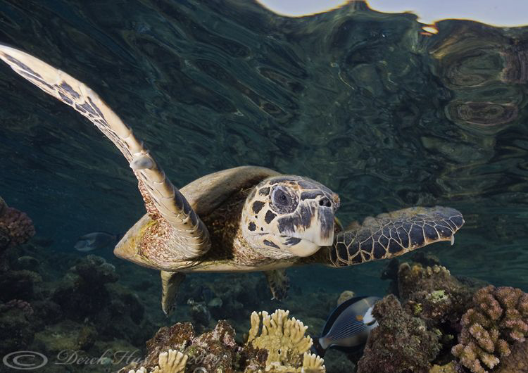 Hawksbill turtle just after sunrise. D3, 20mm. by Derek Haslam 