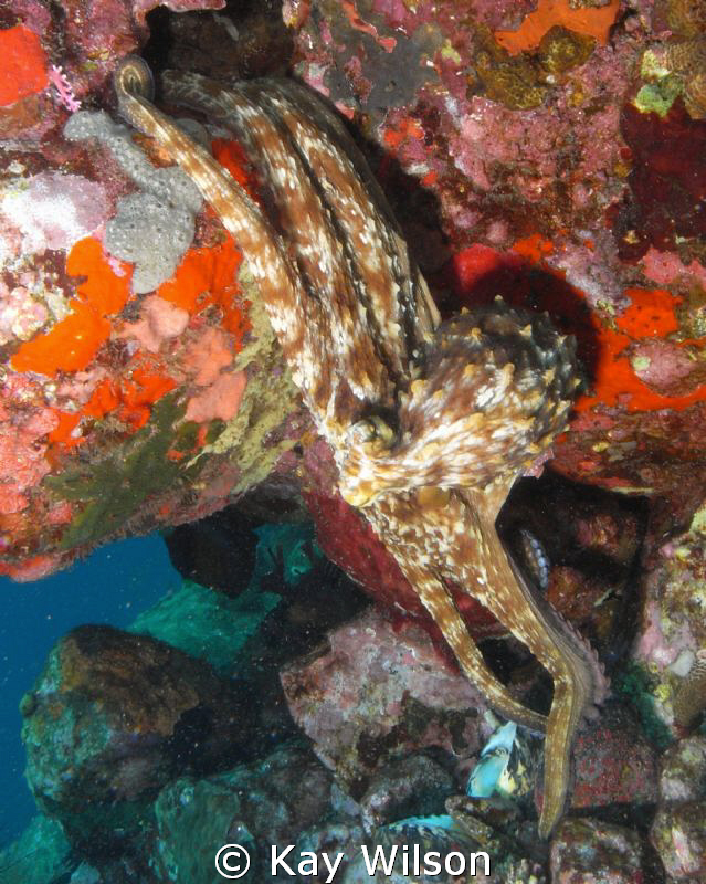 Octopus reaching for a whelk
Mystery Reef, St. Vincent by Kay Wilson 