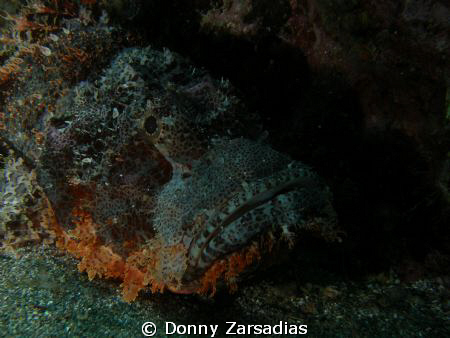 Took a shot of this scorpion fish at Dive N Trek, Anilao ... by Donny Zarsadias 