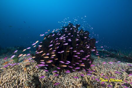 Coral ... by Taco Cheung 