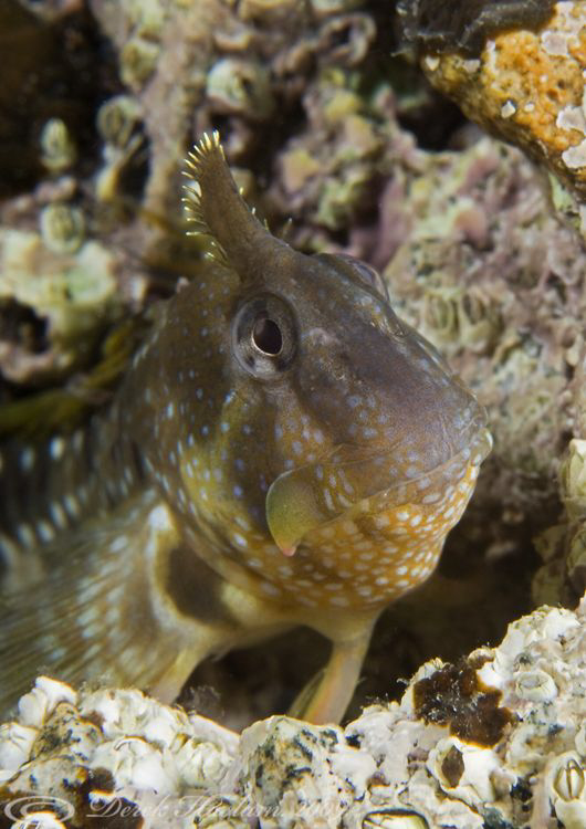 Montagu's blenny. Trefor pier. D3, 2XTC, 60mm. Woody's. by Derek Haslam 