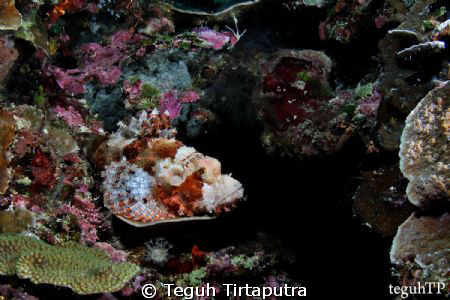Find me...

A perfect camouflaged for a scorpionfish ag... by Teguh Tirtaputra 