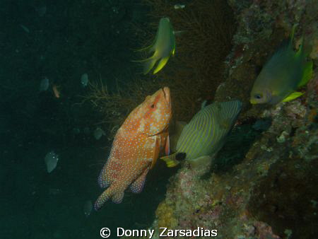 Dunno the family of this fish. Wish i could workout on my... by Donny Zarsadias 