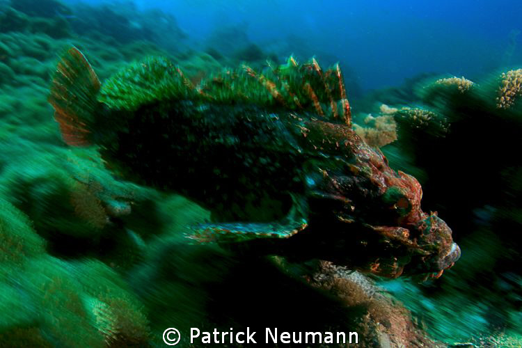 scorpion in motion by Patrick Neumann 