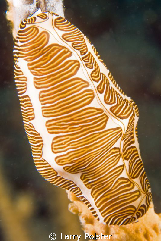 Fingerprint Cyphoma similar to Flamingo Tongue. D300-60mm by Larry Polster 
