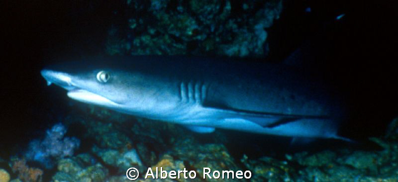 A white fin spotted shark (Triaenodon obesus) in  cave. by Alberto Romeo 