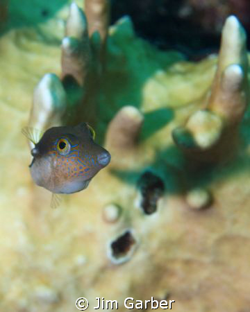 Bonaire shore dive by Jim Garber 