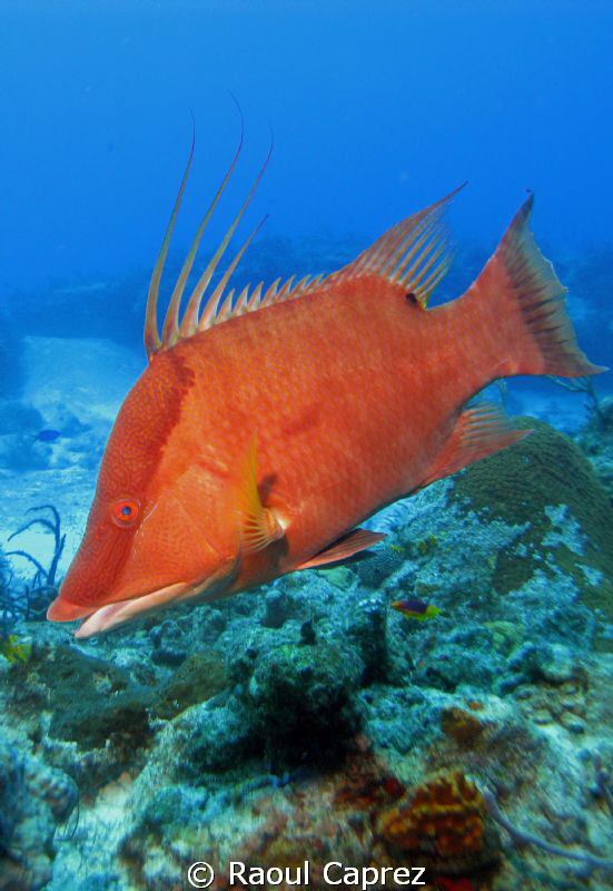 Nice Hog fish. by Raoul Caprez 