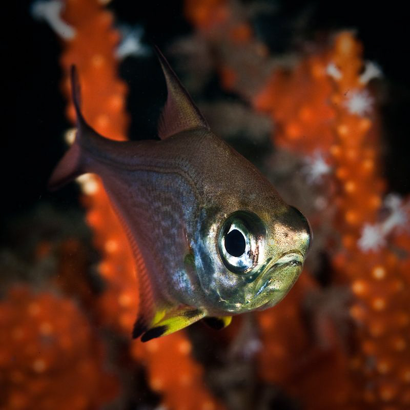 Big Eye under the Busselton Jetty. Canon 20D Tamron 90 macro by Mick Tait 