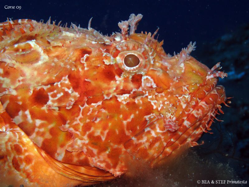 Scorpion fish (Scorpaena scrofa) Canon G10 & Inon D2000 by Bea & Stef Primatesta 