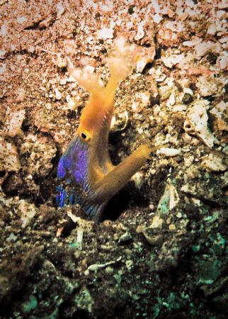 blue ribbontail moray at verde drop off by Jun Lao 