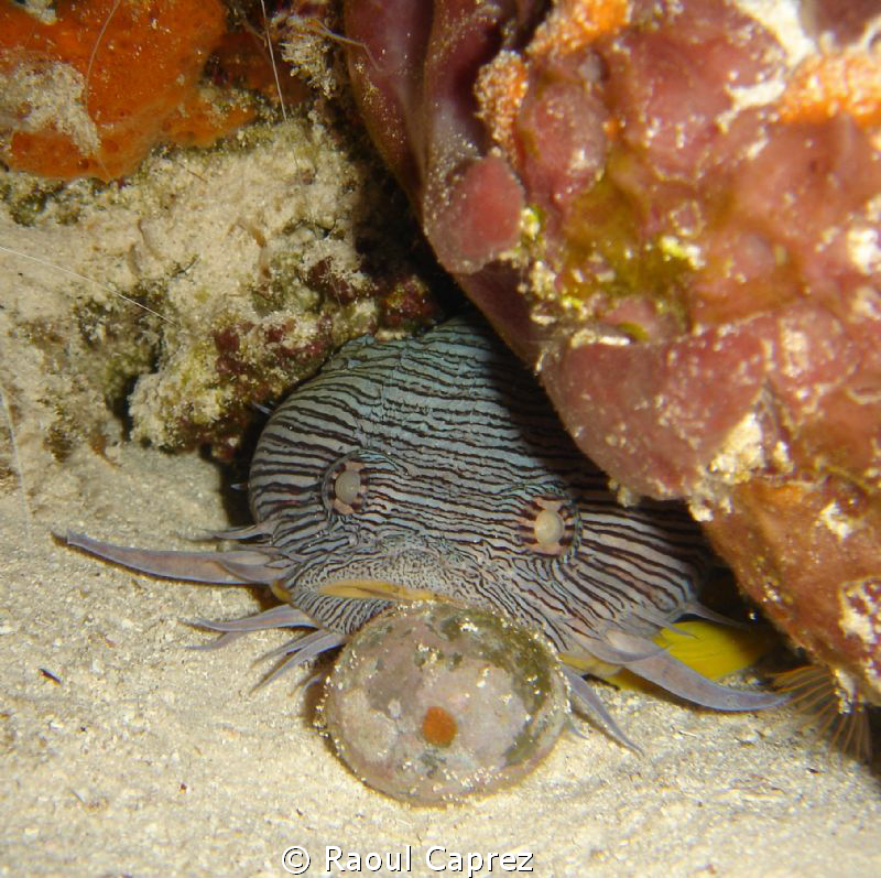 We never saw the back of this Toad fish ! by Raoul Caprez 