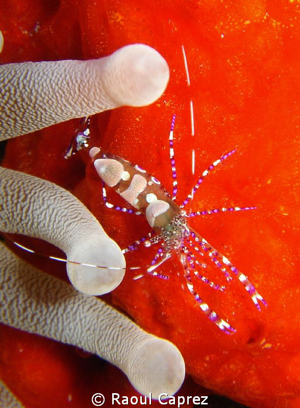 Nice shrimp hidden in its anemone. by Raoul Caprez 