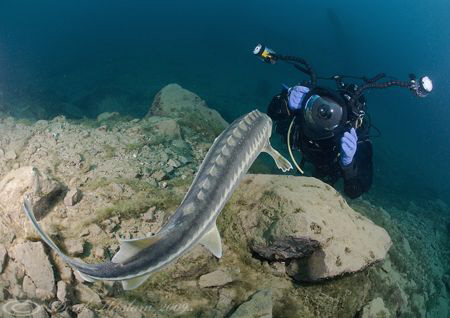 Mark with sturgeon. Capernwray. D200, 10.5mm. by Derek Haslam 